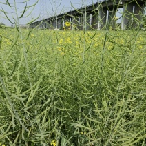 湖南菜籽油