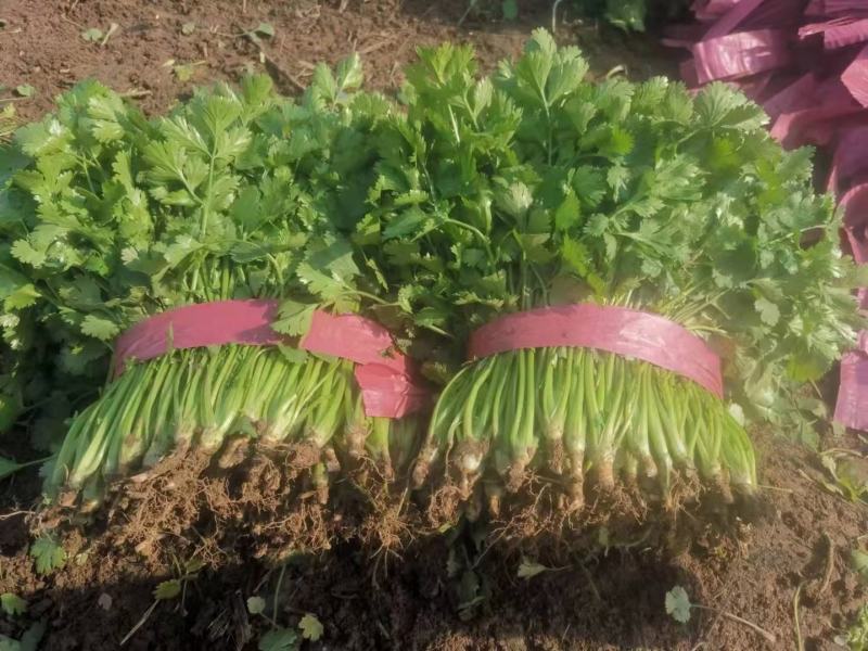 精品香菜！热销中！量大从优！货量充足！欢迎选购！