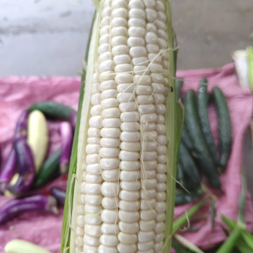 鲜玉米