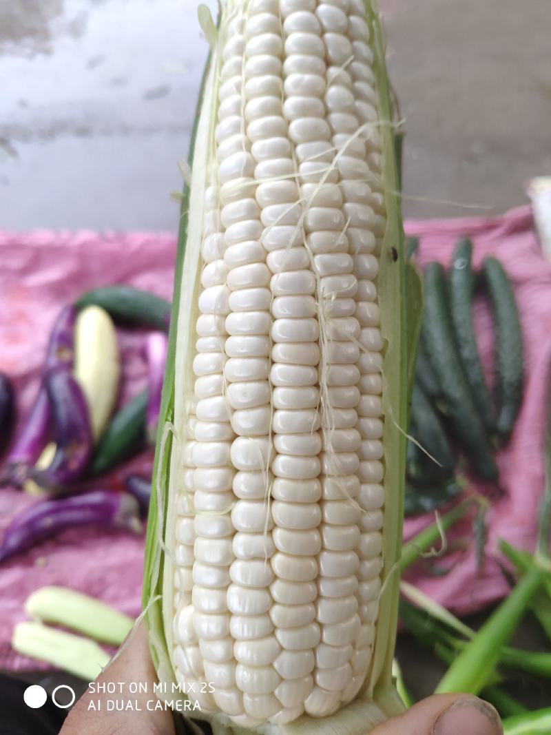 鲜玉米