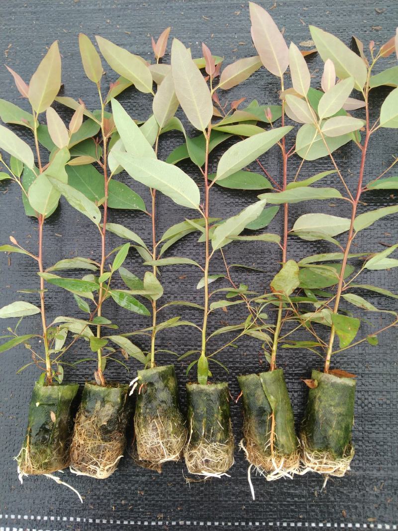 3229、26、28健康码正常了