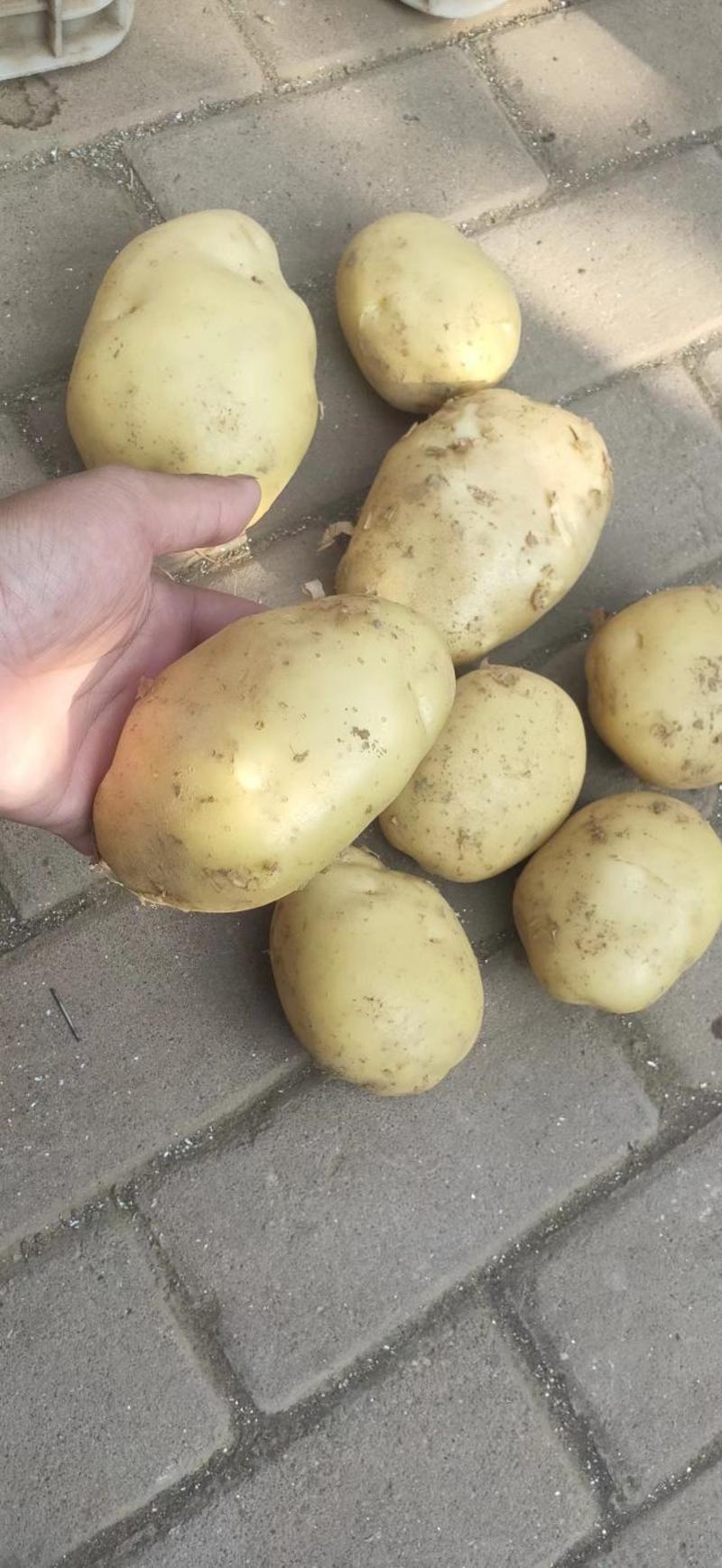 新野县土豆大量上市，荷兰十五，中薯五号