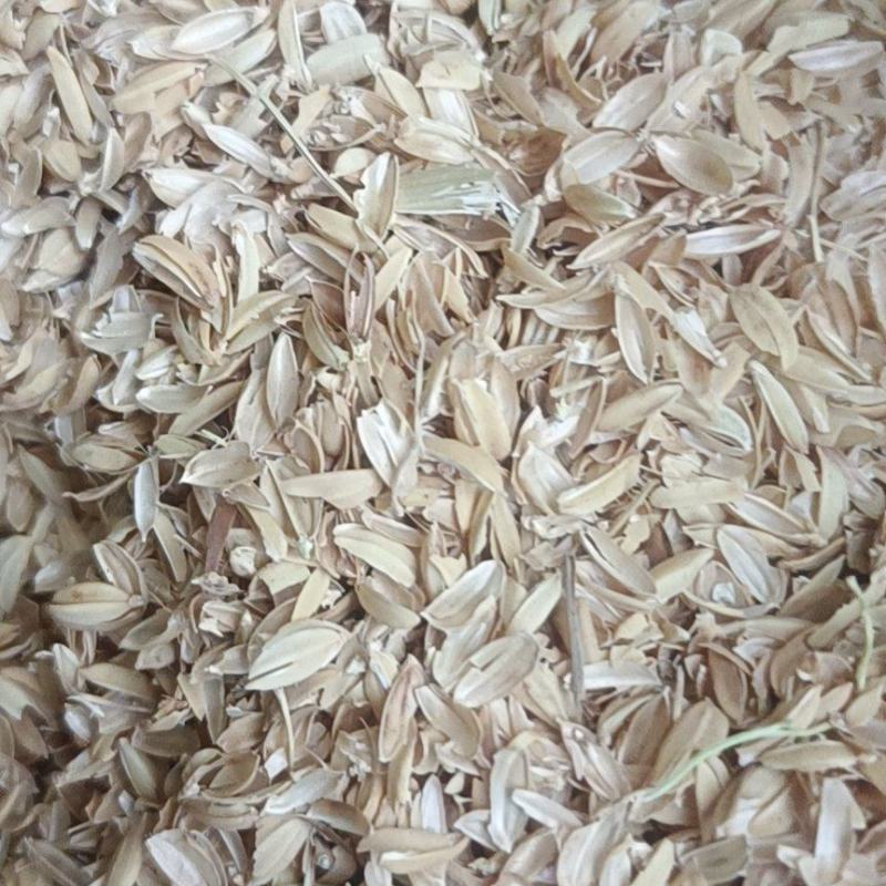 稻壳散装稻壳，新鲜稻壳工厂直供
