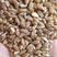 小麦湖北襄阳小麦，产地直发，质量保证，现货销售。