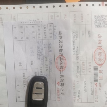 黑山羊，努比亚黑山羊，杂交黑山羊羊苗，滇西黑山羊