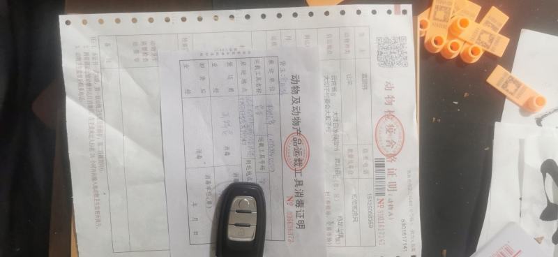 黑山羊，努比亚黑山羊，杂交黑山羊羊苗，滇西黑山羊