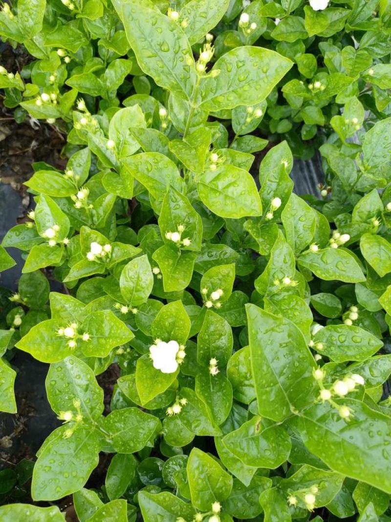精品茉莉花苗枝型好花期长易养活量大从优欢迎老板下单联系