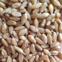 小麦湖北襄阳小麦，产地直发，质量保证，现货销售。