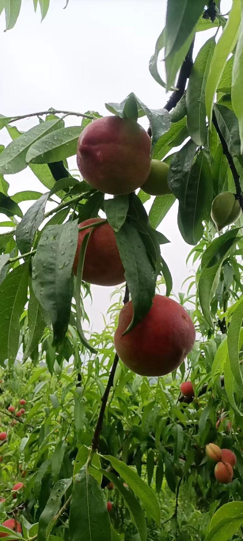 露天春美桃平顶春美毛桃桃子三两起脆桃水蜜桃