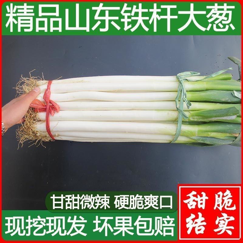 山东铁杆大葱甜脆新鲜批发5/10斤特级包邮章丘大葱蘸酱蔬