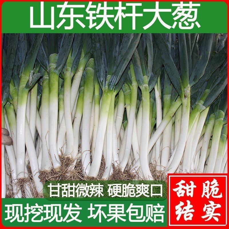 山东铁杆大葱甜脆新鲜批发5/10斤特级包邮章丘大葱蘸酱蔬