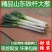 山东铁杆大葱甜脆新鲜批发5/10斤特级包邮章丘大葱蘸酱蔬