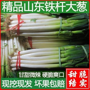 山东铁杆大葱甜脆新鲜批发5/10斤特级包邮章丘大葱蘸酱蔬