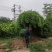 龙爪槐3-5-8-10-12公分苗圃货源充足
