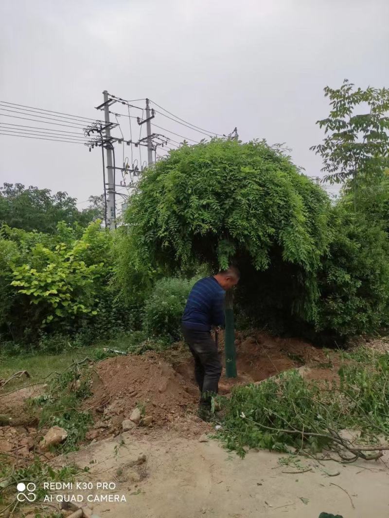 龙爪槐3-5-8-10-12公分苗圃货源充足