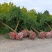 龙爪槐3-5-8-10-12公分苗圃货源充足