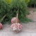 龙爪槐3-5-8-10-12公分苗圃货源充足
