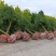 龙爪槐3-5-8-10-12公分苗圃货源充足
