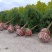龙爪槐3-5-8-10-12公分苗圃货源充足