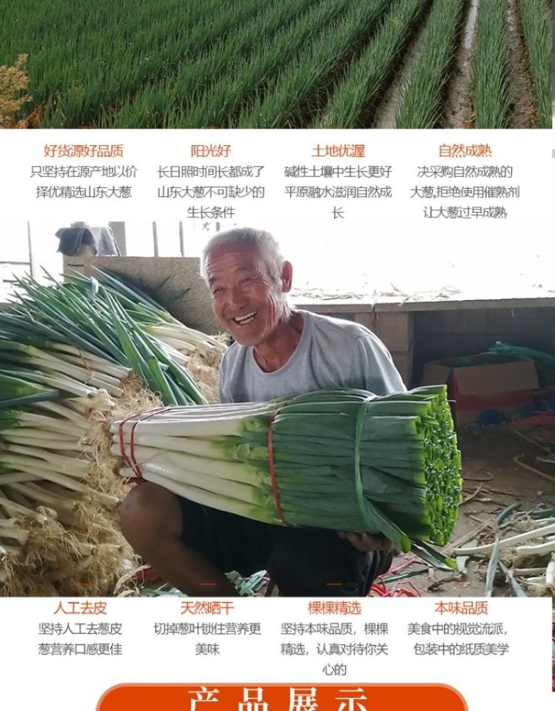 山东铁杆大葱甜脆新鲜批发5/10斤特级包邮章丘大葱蘸酱蔬