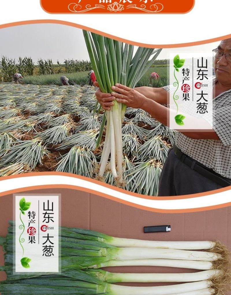 山东铁杆大葱甜脆新鲜批发5/10斤特级包邮章丘大葱蘸酱蔬