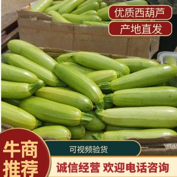 山东绿皮西葫芦，质量好，货量充足，交通便利，低价供货