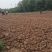 300亩熟土承包权流转