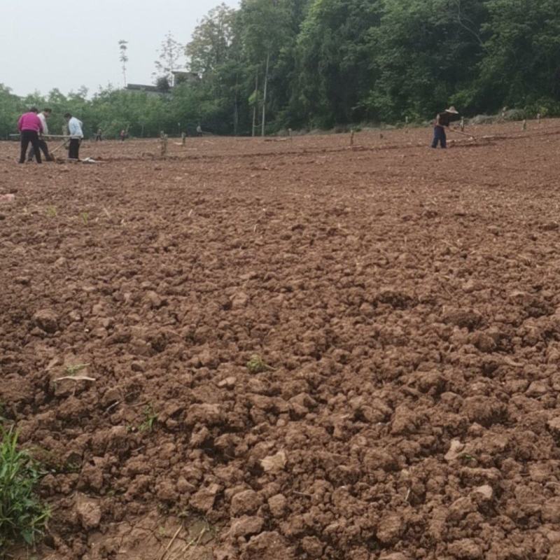 300亩熟土承包权流转
