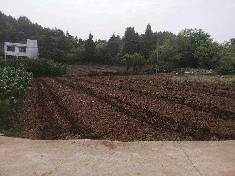 300亩熟土承包权流转