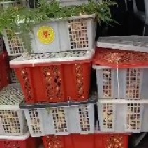 野生菌