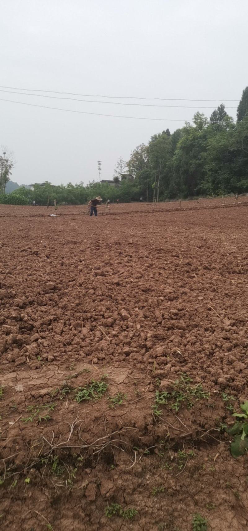 300亩熟土承包权流转