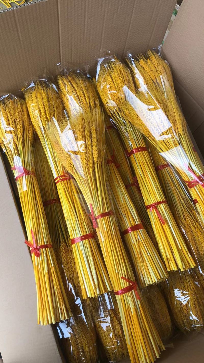 开业大麦天然黄金麦穗干花花束客厅田园装饰摆件插花1万支装