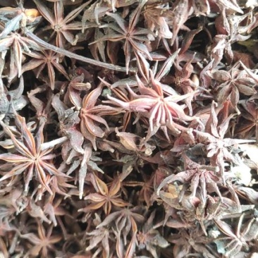 莽草