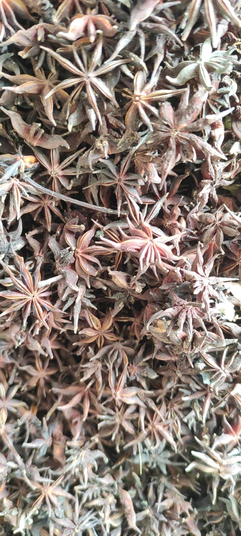 莽草