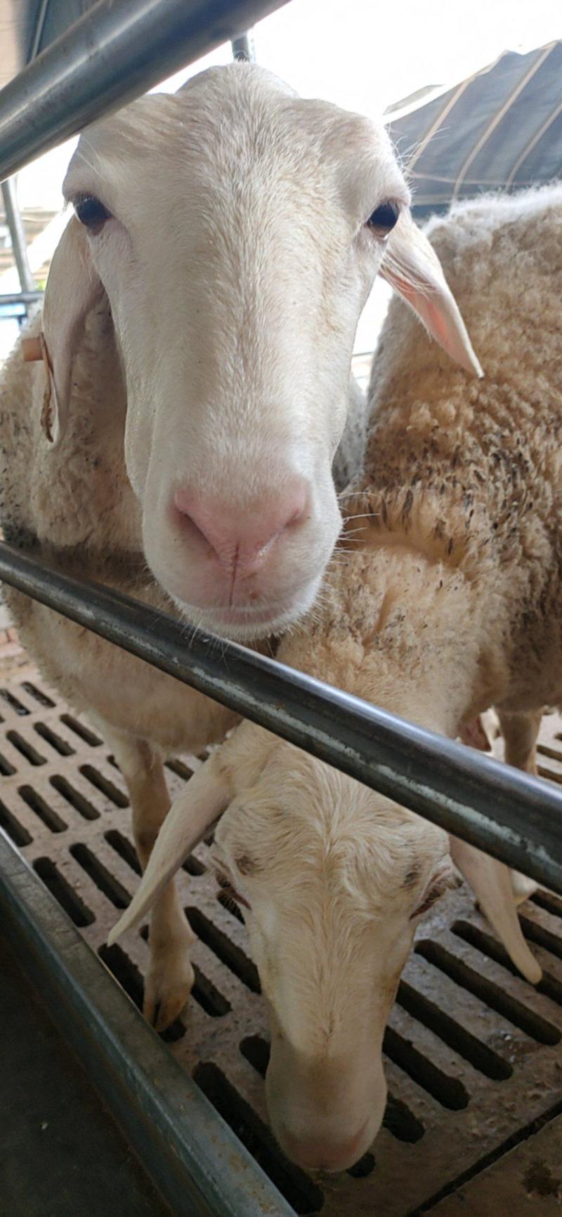 小尾寒羊种羊小尾寒羊养殖场头胎二怀孕羊活体小羊苗价格