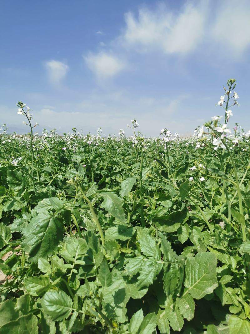 莱菔子油萝卜甘莱菔子产地