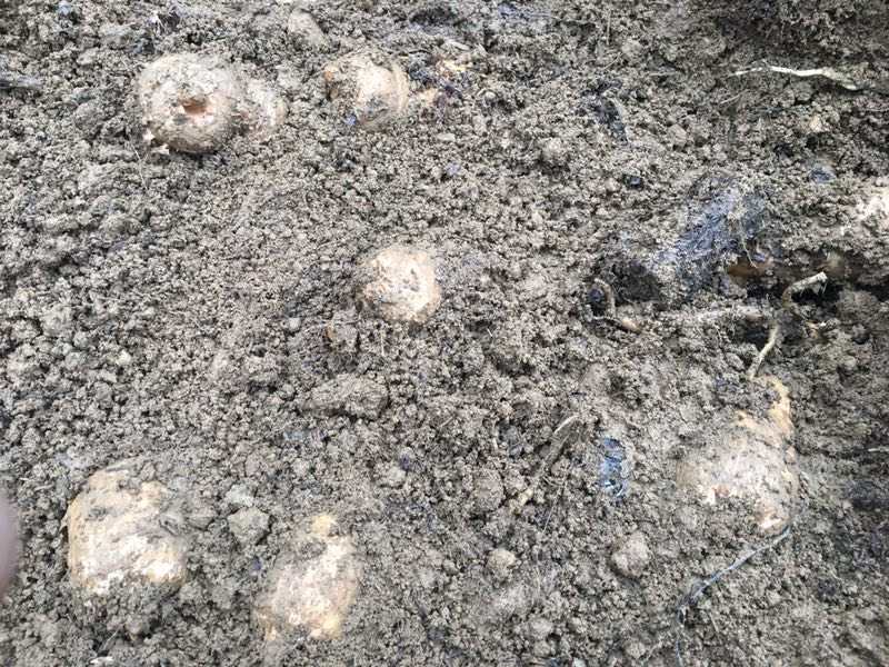 芝麻种植田地
