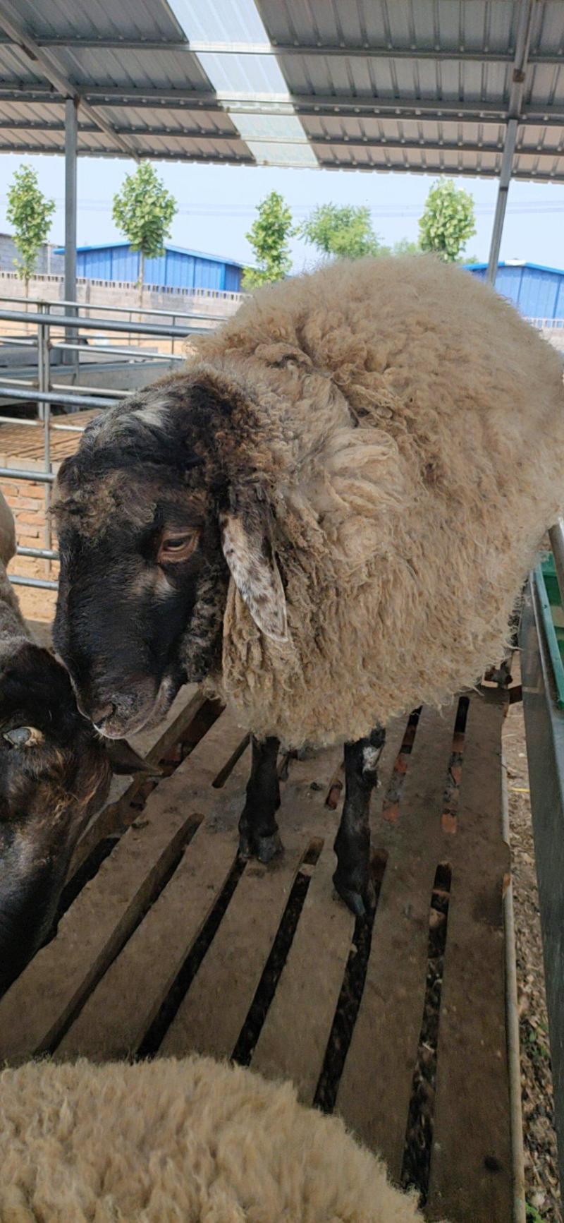 纯种萨福克绵羊萨福克怀孕母羊活羊羔厂家直销可视频挑选