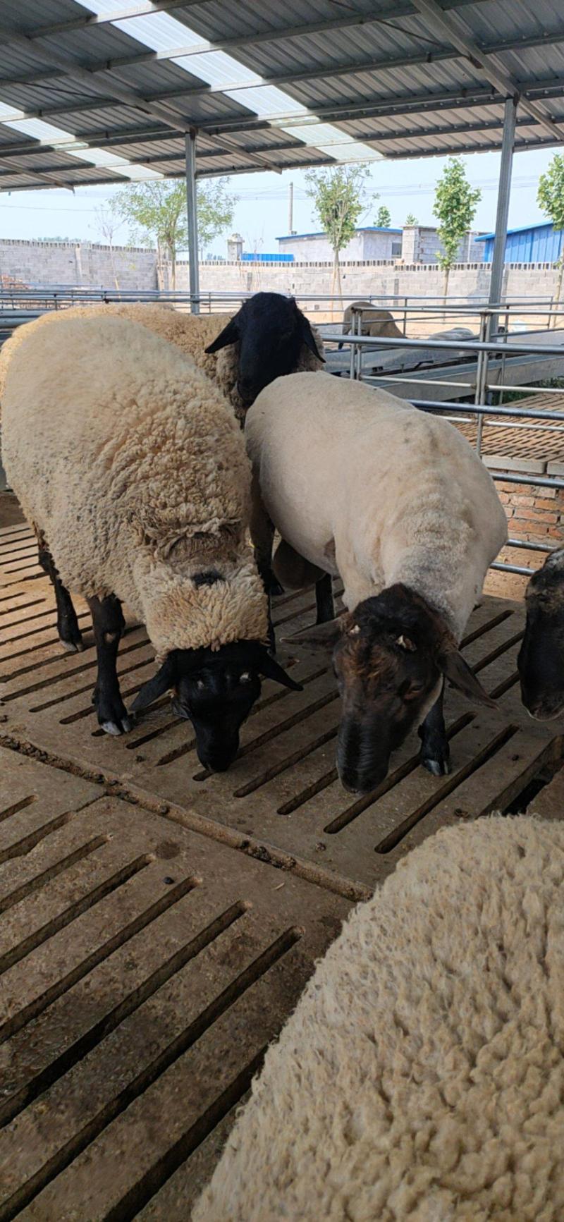 纯种萨福克绵羊萨福克怀孕母羊活羊羔厂家直销可视频挑选