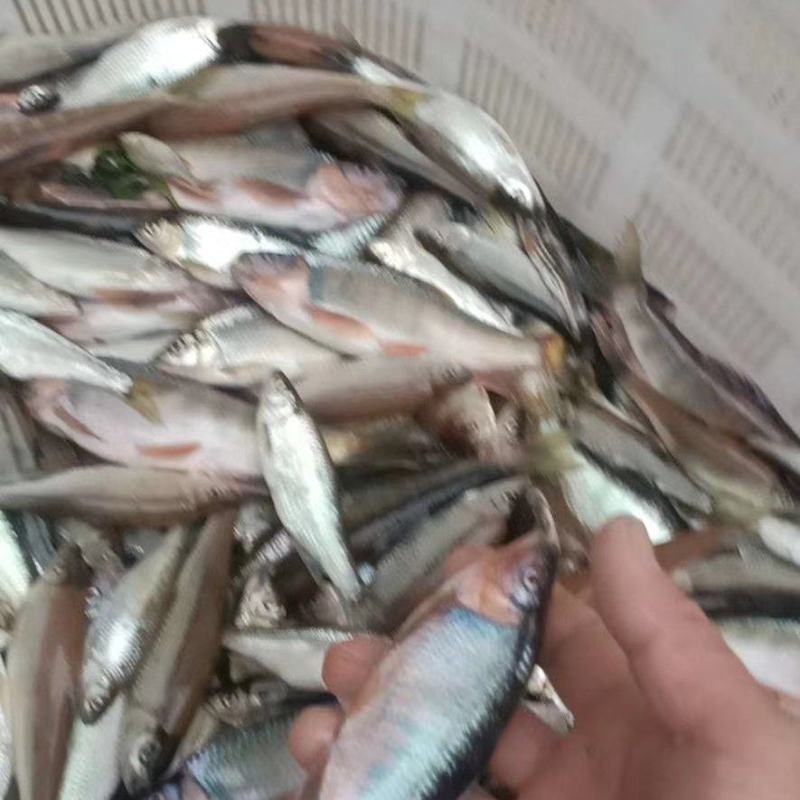 马口鱼