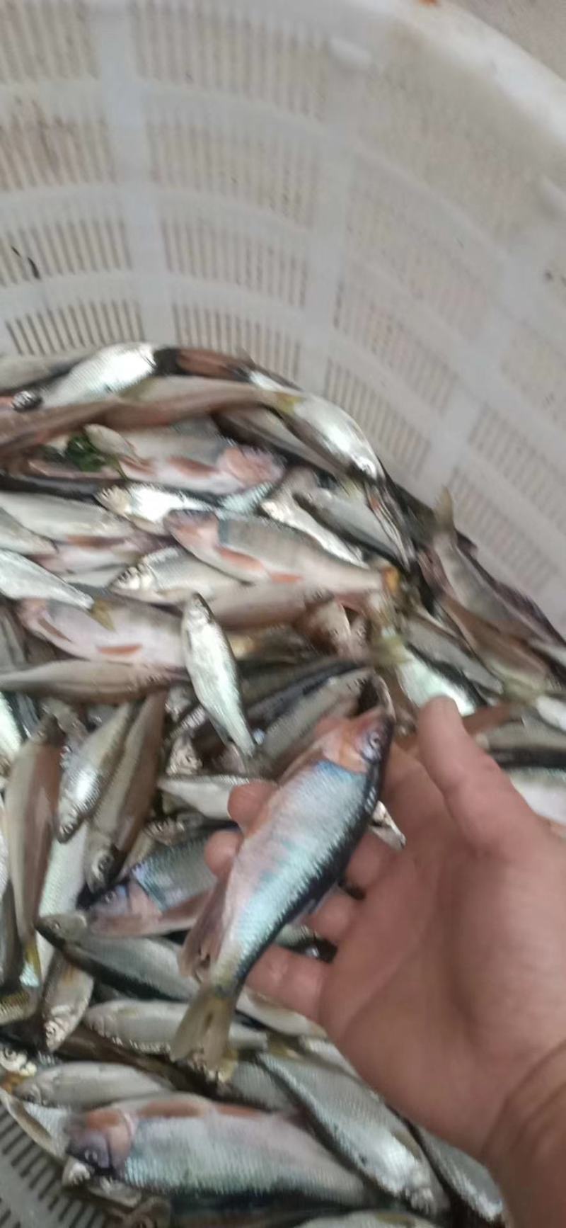 马口鱼