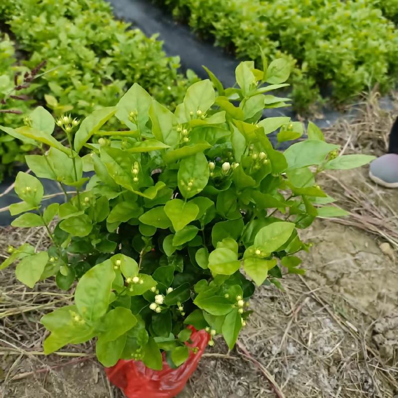 茉莉花，花朵清香，花期长，耐生存，货源充足，欢迎下单