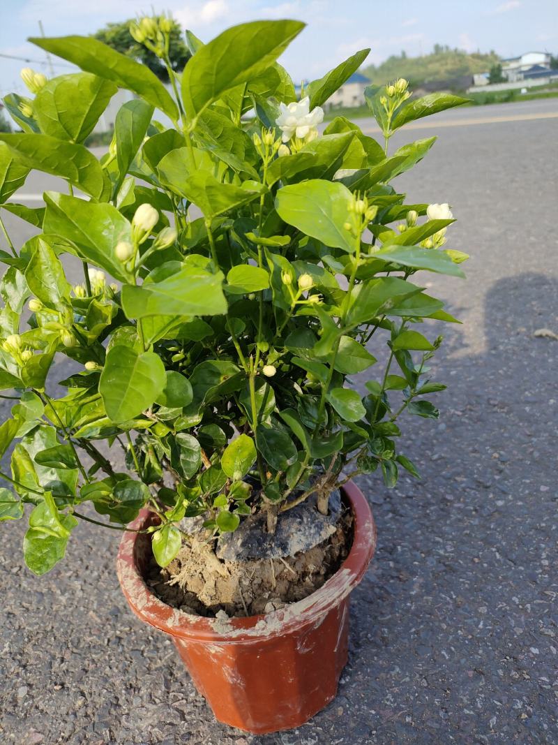 茉莉花，花朵清香，花期长，耐生存，货源充足，欢迎下单