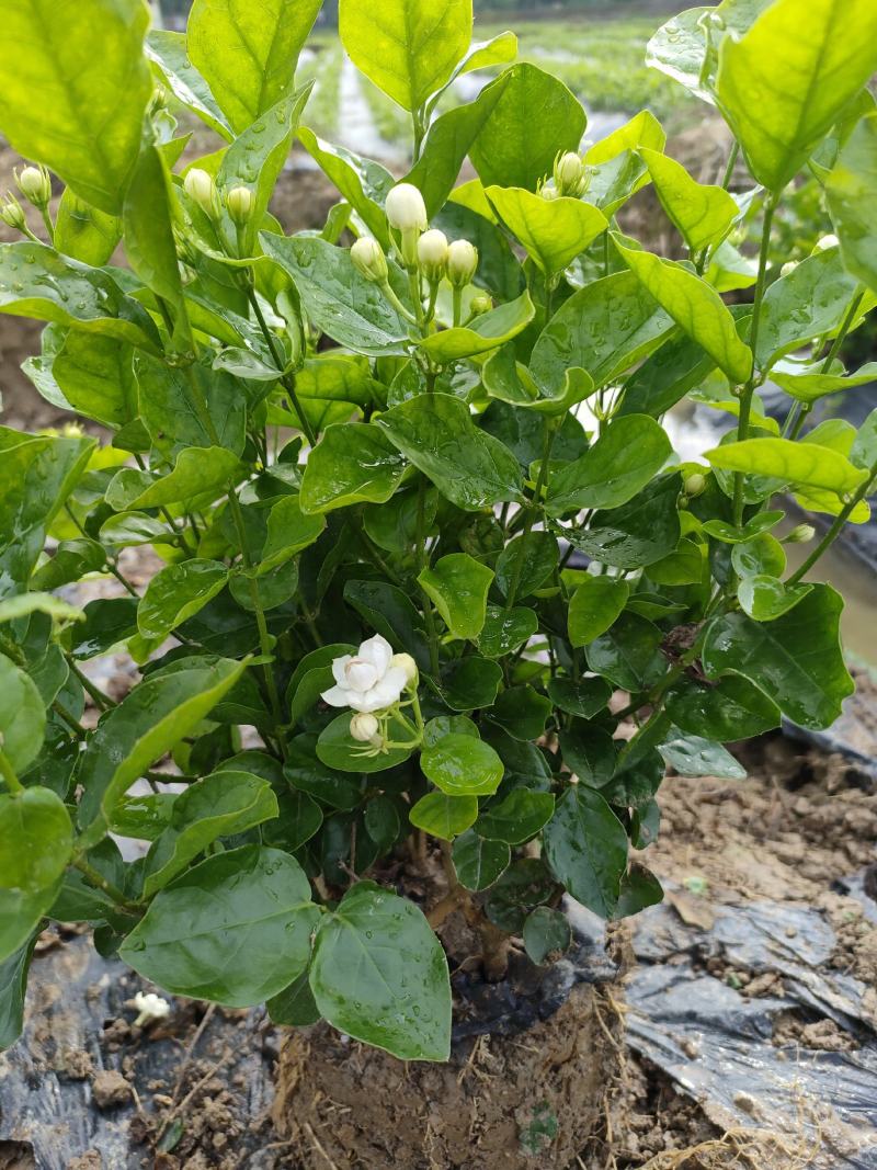 茉莉花，花朵清香，花期长，耐生存，货源充足，欢迎下单