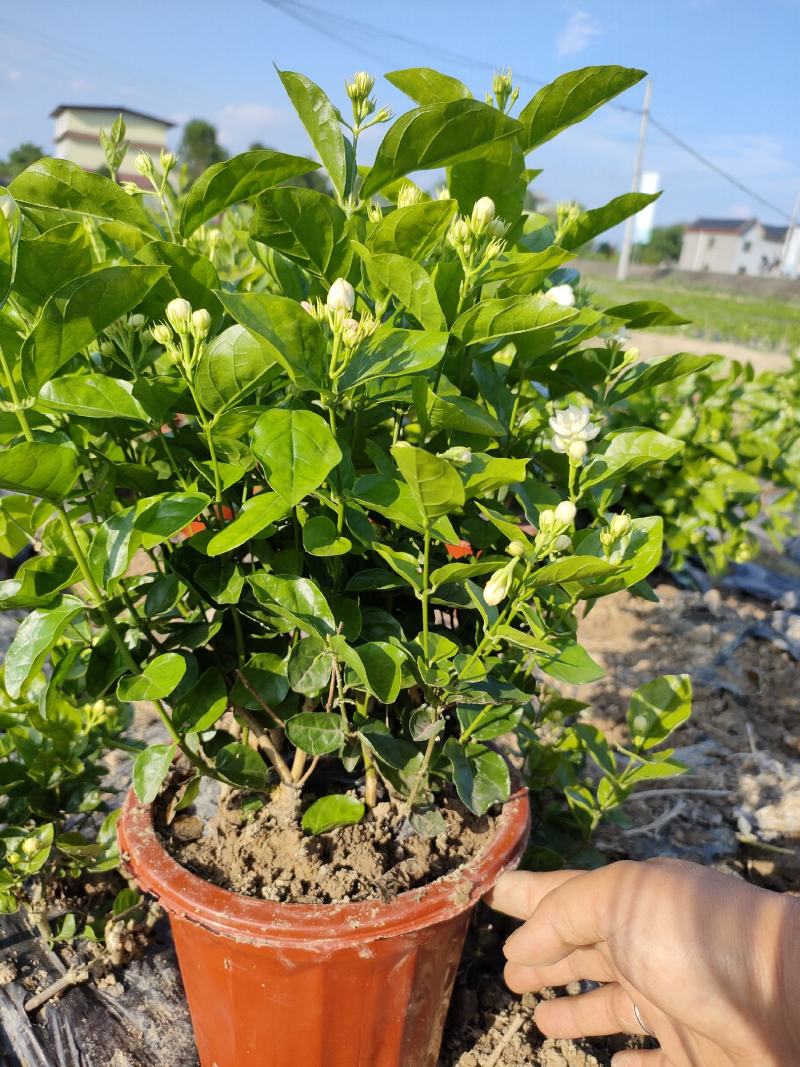 茉莉花，花朵清香，花期长，耐生存，货源充足，欢迎下单