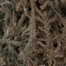石菖蒲