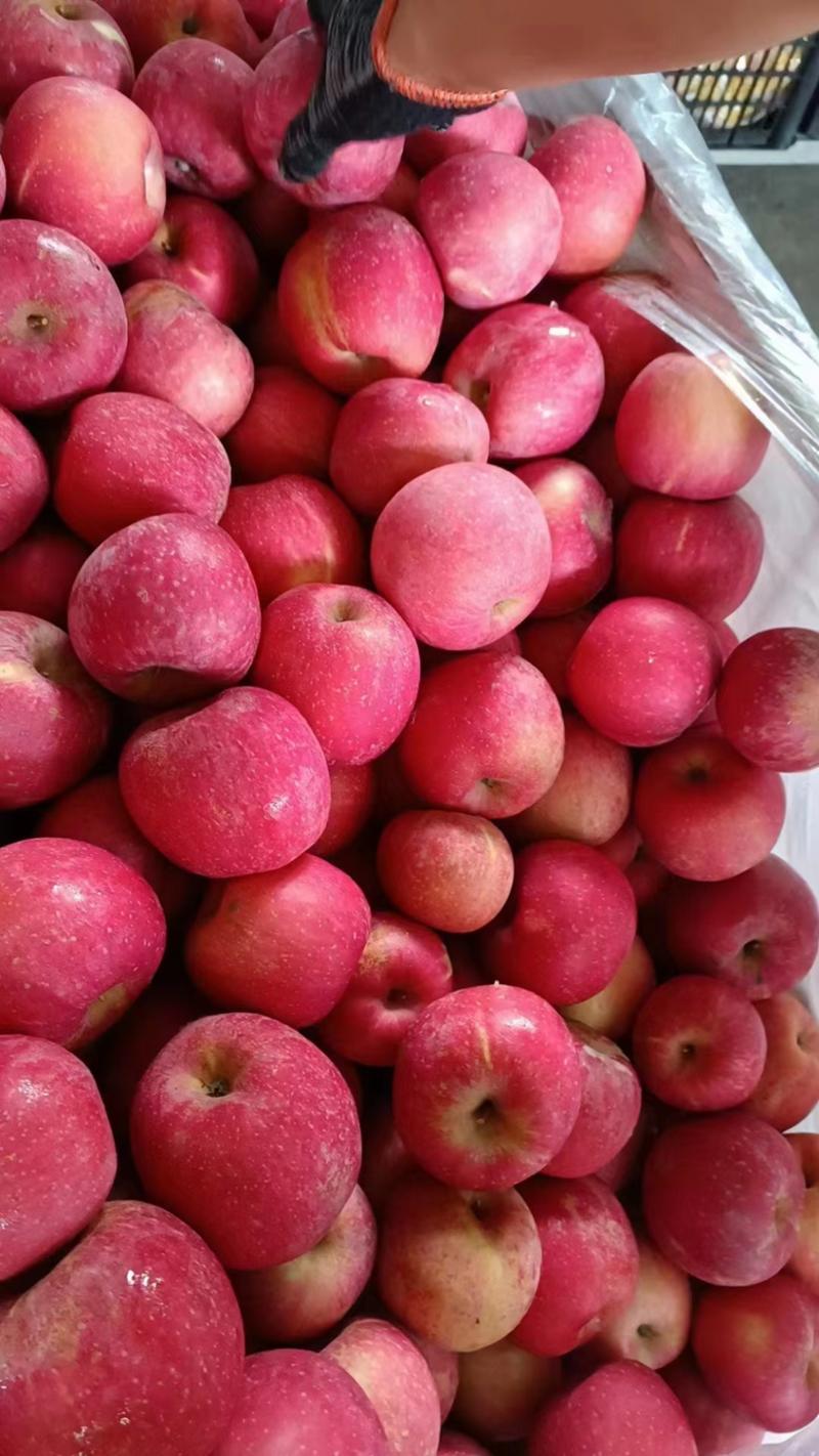 苹果红富士苹果大量上市产地直销欢迎进店咨询选购