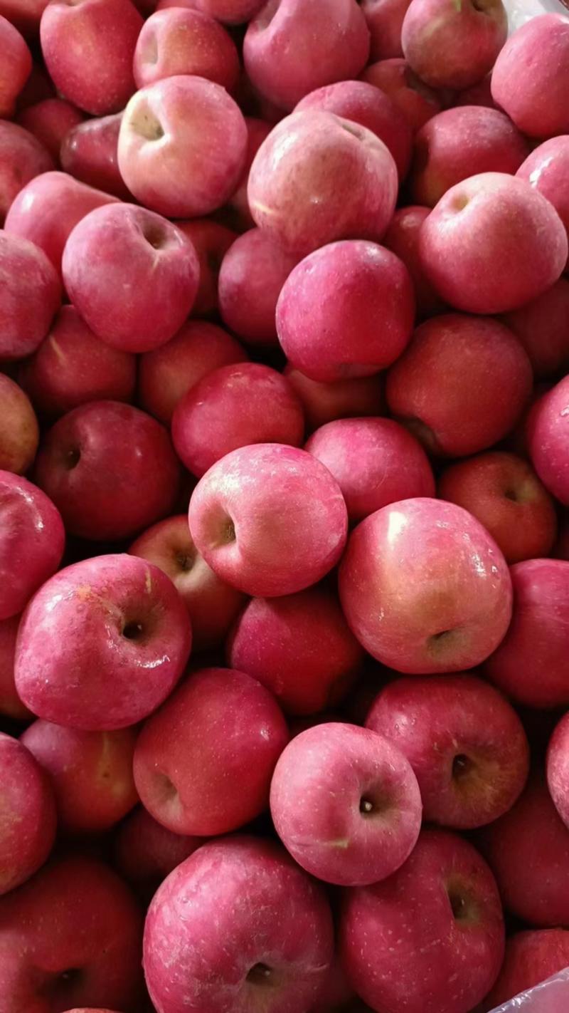 苹果红富士苹果大量上市产地直销欢迎进店咨询选购