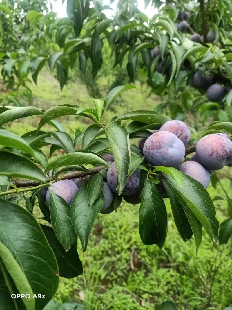 五月脆李子，囗感嘎嘣脆，糖份高，正宗山地货，物美价廉！！