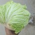 陆地白菜大量上市，新鲜无芯儿嫩白菜，基地直供量大
